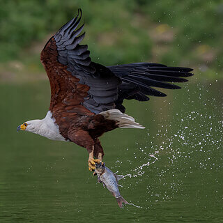 Lake Naivasha - African fish eagle